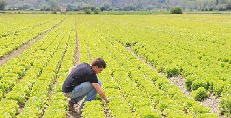 Sviluppo rurale, 18 milioni di euro in arrivo per i giovani neo-agricoltori